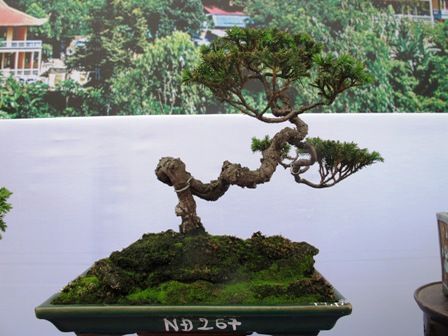 Cận cảnh những c&acirc;y Bonsai "độc" tại Y&ecirc;n Tử 8