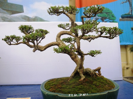 Cận cảnh những c&acirc;y Bonsai "độc" tại Y&ecirc;n Tử 5