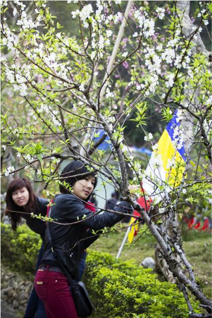 Quảng Ninh: Độc đ&aacute;o c&acirc;y bạch đ&agrave;o tại ch&ugrave;a C&aacute;i Bầu 12