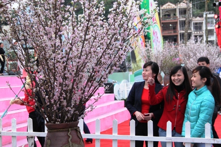Lễ hội hoa Anh Đào Hạ Long 2014, sự kiện được người dân Quảng Ninh đón chờ 5