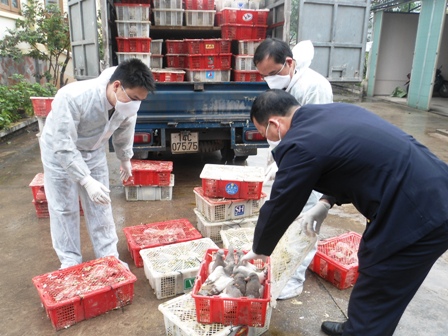Quảng Ninh: Bắt giữ hơn 2000 con chim bồ c&acirc;u nhập lậu 2