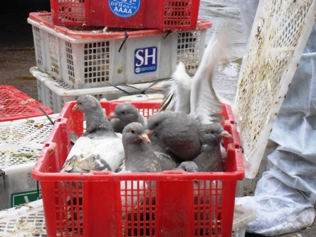 Quảng Ninh: Bắt giữ hơn 2000 con chim bồ c&acirc;u nhập lậu 1