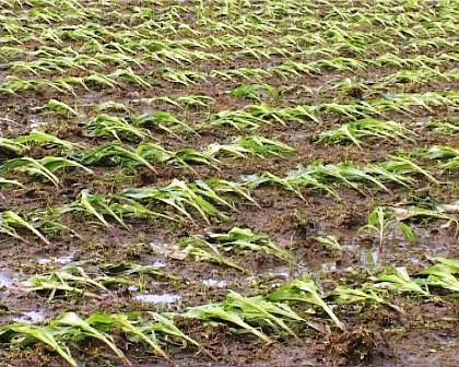 Quảng Ninh: Mưa lốc khiến nhiều ng&ocirc;i nh&agrave; bị tốc m&aacute;i 3