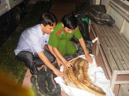 Quảng Ninh: Thu giữ 243,7 kg ng&agrave; voi tr&aacute;i ph&eacute;p  1