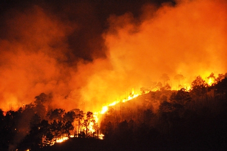 Quảng Ninh: H&agrave;ng chục h&eacute;c ta th&ocirc;ng rừng H&ugrave;ng Thắng bị ch&aacute;y rụi 1