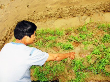 Kẻ &aacute;c x&eacute;o n&aacute;t c&aacute;c ruộng mạ 1