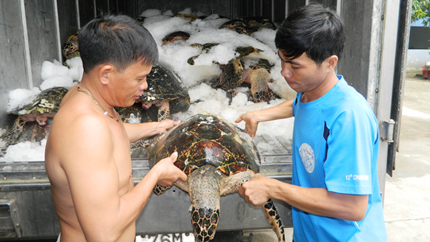 Truy tìm nam sinh trèo đầu rùa Văn Miếu