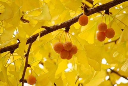 Những công dụng đáng kinh ngạc của loài cây được mệnh danh là “Viagra thiên nhiên” cổ xưa nhất thế giới 1 Những công dụng đáng kinh ngạc của loài cây được mệnh danh là “Viagra thiên nhiên” cổ xưa nhất thế giới 1