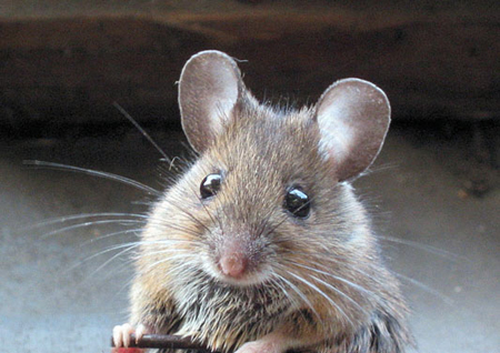 Su&yacute;t thiệt mạng v&igrave; chuột cắn 1