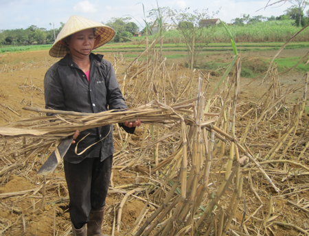 Đắng lòng mùa mía xứ Thanh 2