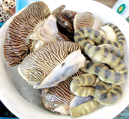 Đ&aacute;nh cược mạng sống, ngư phủ đi săn "đẻn" 2