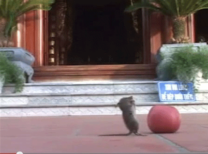 Sự thật chuột "đắc đạo" hàng ngày ra cửa chùa vái lạy Phật  1