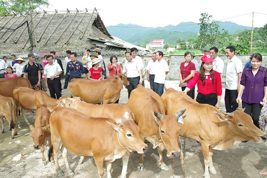 Tặng b&ograve; giống cho c&aacute;c hộ gia đ&igrave;nh ngh&egrave;o ở Sơn La v&agrave; Thanh H&oacute;a 3