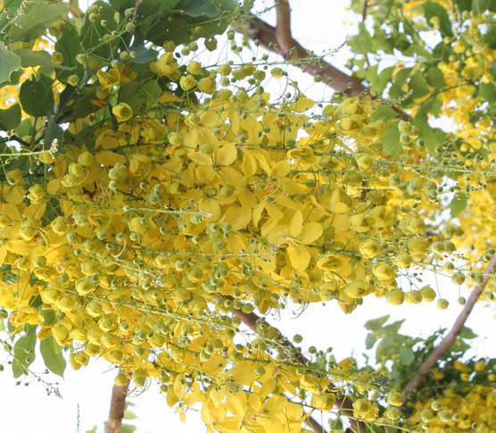 Dân Sài Gòn đã mắt ngắm “hoàng hậu bò cạp nước” 2