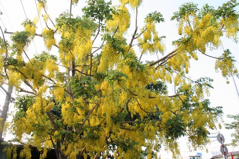 Dân Sài Gòn đã mắt ngắm “hoàng hậu bò cạp nước” 4