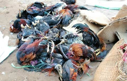 Tổ trưởng d&iacute; s&uacute;ng v&agrave;o v&agrave;o đầu d&acirc;n: Tha h&oacute;a hay lạm quyền? 1