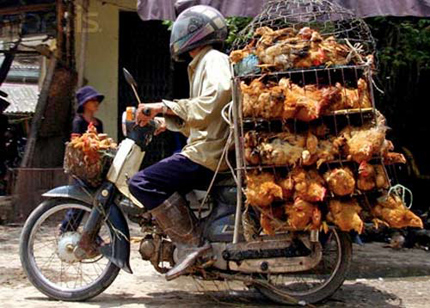 Cái lồng gắn tem 1
