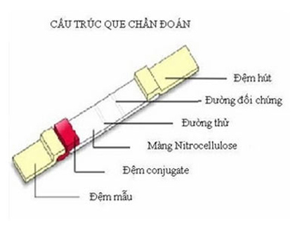 Sản xuất thành công que chẩn đoán nhanh bệnh ký sinh trùng 1