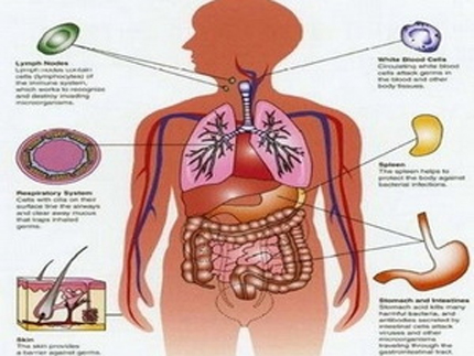 Việt Nam: Rùng mình nạn săn lùng bộ phận cơ thể người 2