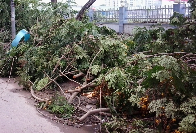 H&agrave; Nội: Một ng&agrave;y sau trận lốc kinh ho&agrave;ng 3