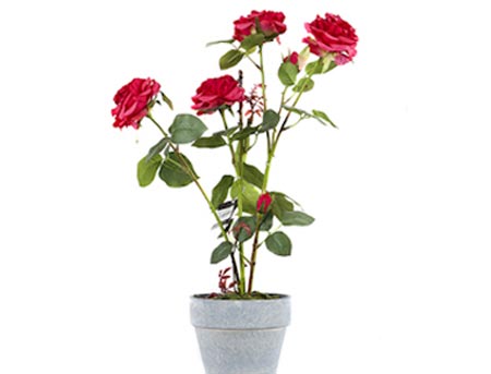 Mẹo tưới hoa khi vắng nh&agrave; 1