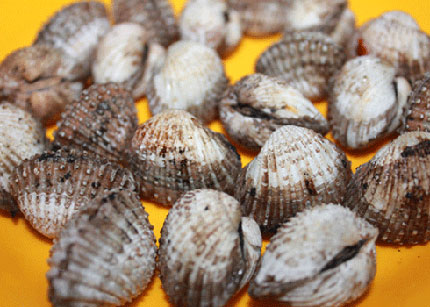 Những món ăn ngon từ sò huyết 2