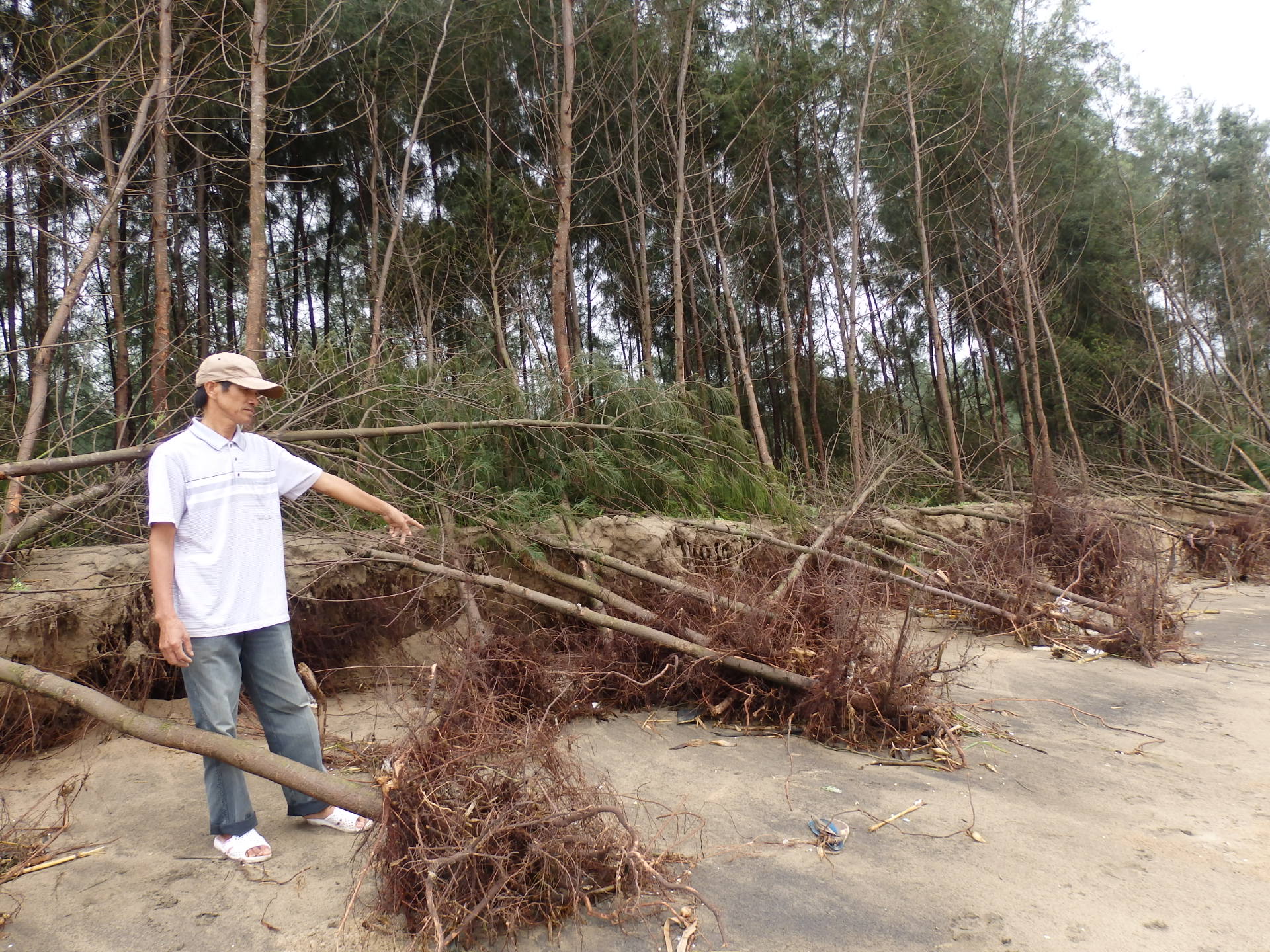 Thanh Hóa: Bão số 6 cuốn trôi 1,2ha rừng phòng hộ 4