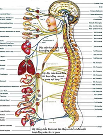 Biến chứng thần kinh do đái tháo đường – mối hiểm họa thầm lặng 2