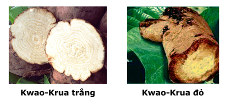 5 điều cần biết khi trước khi l&agrave;m đẹp ngực bằng Kwao Krua Trắng 1