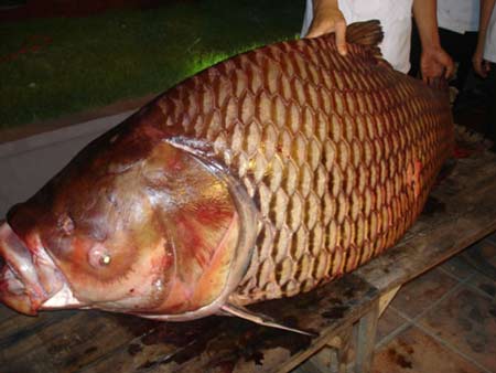 Cẩn trọng khi ăn cá “khủng” 1