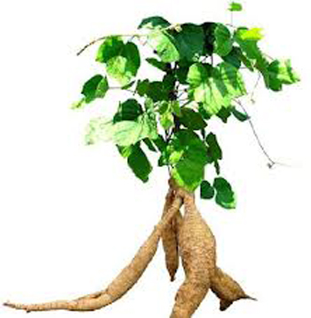 5 điều cần biết khi trước khi l&agrave;m đẹp ngực bằng Kwao Krua Trắng 2