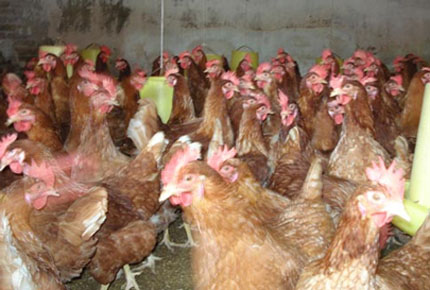 C&aacute;ch ph&acirc;n biệt g&agrave; loại thải nhập lậu  1