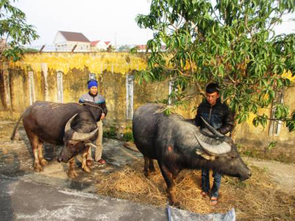 Trộm trâu sa lưới 1