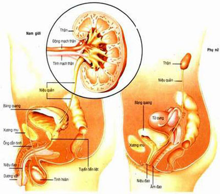 Viêm đường tiết niệu- Bệnh tưởng nhẹ mà không nhẹ 1