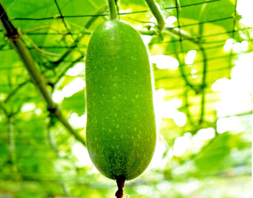 C&ocirc;ng dụng chữa bệnh tuyệt vời của b&iacute; đao 1