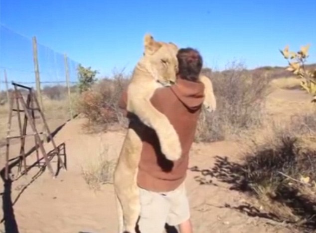 Cảm động cảnh chú sư tử lao tới ôm chặt người chăm sóc 1