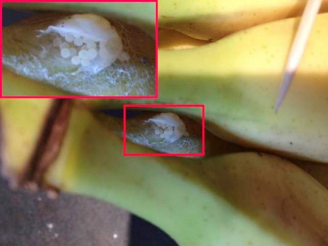 Sốc phát hiện trứng nhện cực độc trong chuối ở siêu thị 1