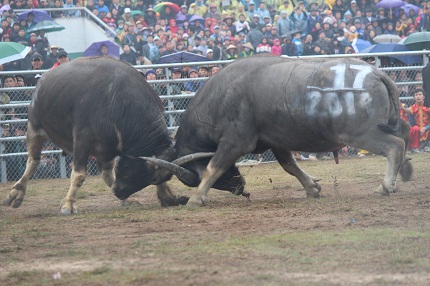 H&agrave;ng vạn người đổ về Ph&uacute;c Thọ xem c&aacute;c "&ocirc;ng tr&acirc;u" quyết sinh tử 7