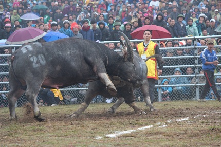 H&agrave;ng vạn người đổ về Ph&uacute;c Thọ xem c&aacute;c "&ocirc;ng tr&acirc;u" quyết sinh tử 8
