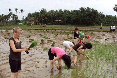 Lạ với cảnh g&aacute;i T&acirc;y&hellip; cấy l&uacute;a đồng ta 1