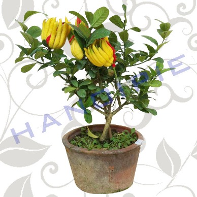 Hốt h&agrave;ng chục ng&agrave;n USD từ c&acirc;y &ldquo;v&agrave;ng&rdquo; dịp Tết 2