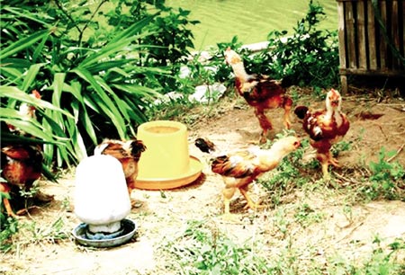 Gà Tò "tiến vua" bây giờ ra sao? 3