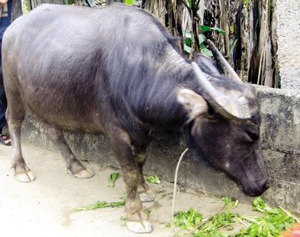 Kỳ lạ chữa bệnh cho trâu bò bằng “phép” 2