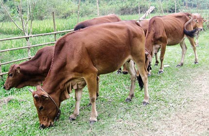 Kỳ lạ chữa bệnh cho trâu bò bằng “phép” 3