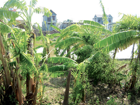 Tự tử v&igrave; t&igrave;nh? 2