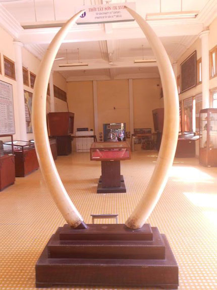 Số phận long đong của cặp ng&agrave; voi từng l&agrave;m c&ocirc;ng tử Bạc Li&ecirc;u m&ecirc; mẩn 1