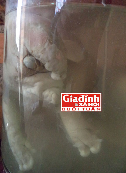 Vụ "heo đẻ ra voi" x&ocirc;n xao dư luận: Gia chủ hoảng hốt "quật mồ" heo 1