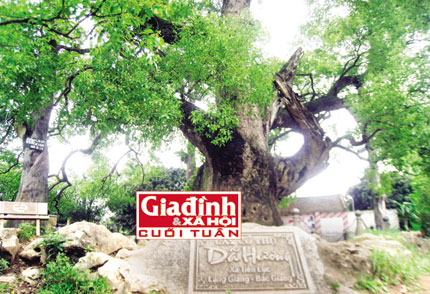 Thực hư cây Dã Hương nghìn tuổi phát “linh khí” giúp người hấp thụ chữa bách bệnh 1