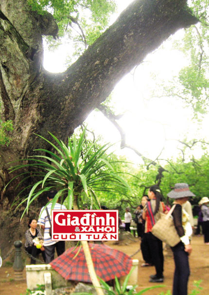Thực hư cây Dã Hương nghìn tuổi phát “linh khí” giúp người hấp thụ chữa bách bệnh 2