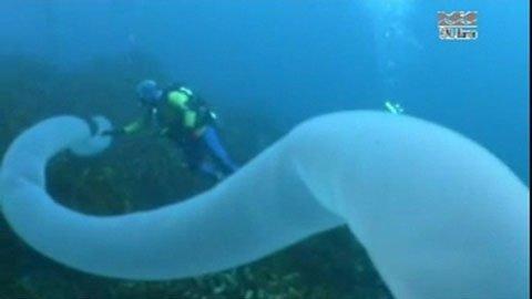 Ph&aacute;t hiện thủy qu&aacute;i d&agrave;i 30m 1